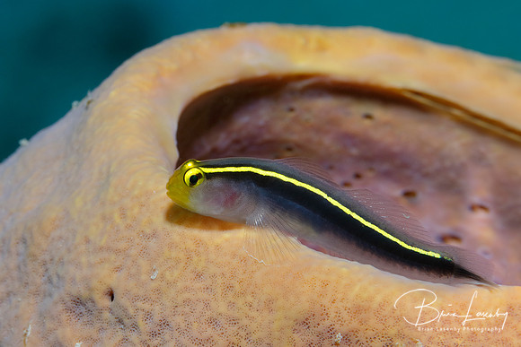 Goby on a Tube Sponge - Bonaire