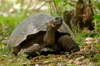 Galapagos Tortoise - Santa Cruz Island, Galapagos