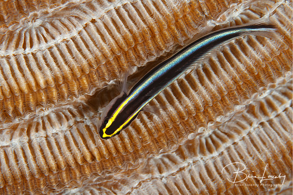 Sharknose Goby Perched on Brain Coral - Bonaire