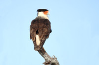Adult Crested Caracara - Texas