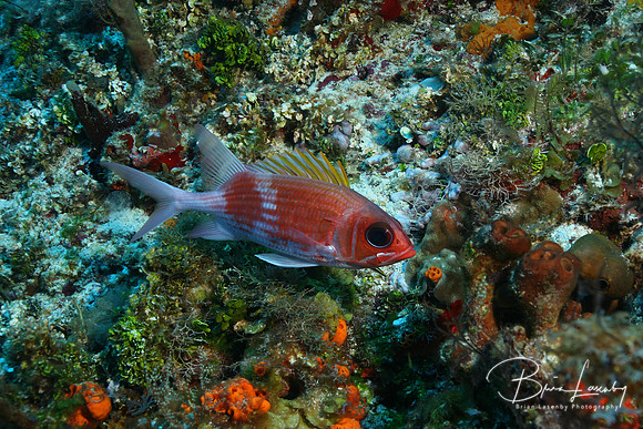 Squirrelfish
