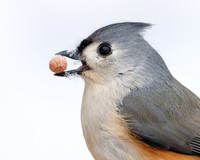 Tufted Titmouse with a peanut from a bird feeder in its beak