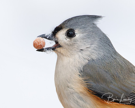 Tufted Titmouse with a peanut from a bird feeder in its beak