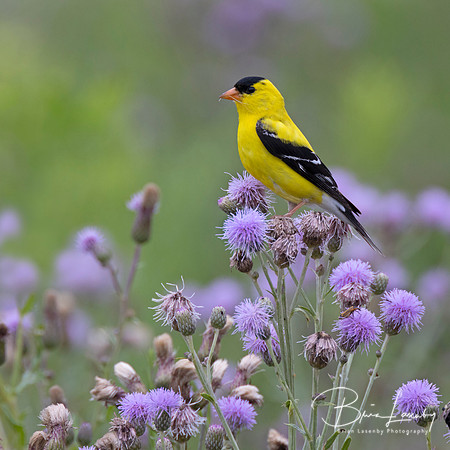 Male American Goldfinch gathering thistle down for its nest