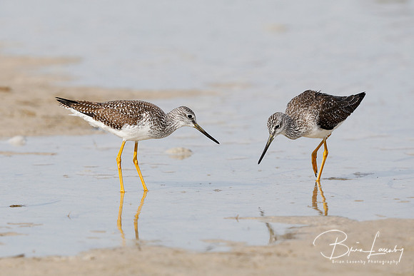 Greater Yellowlegs - Florida
