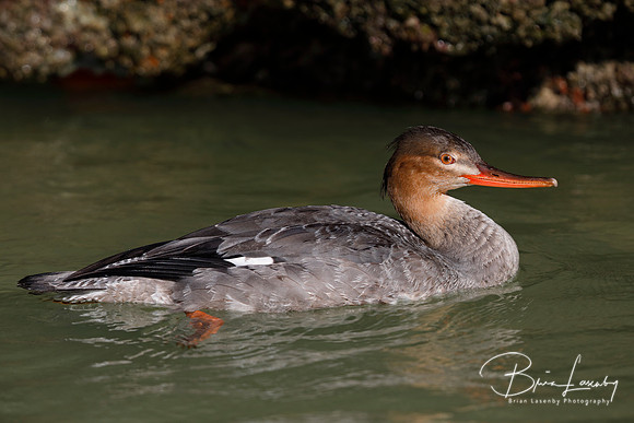 Red-breasted Merganser
