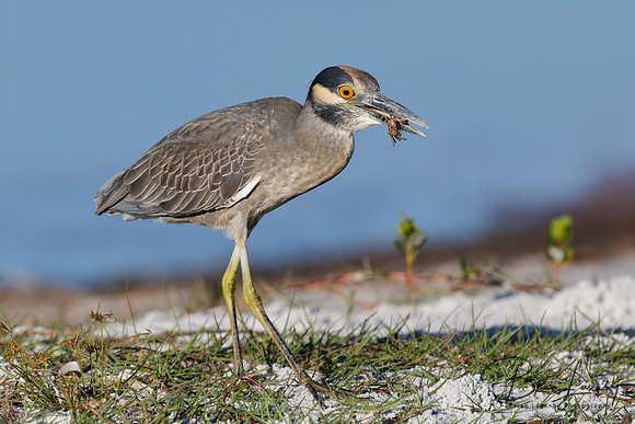 Yellow-crowned Night Heron (Nyctanassa violacea) eating a crab