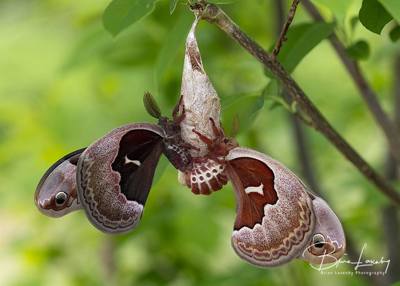 Cecropia Moths mating after the female emerges from her cocoon