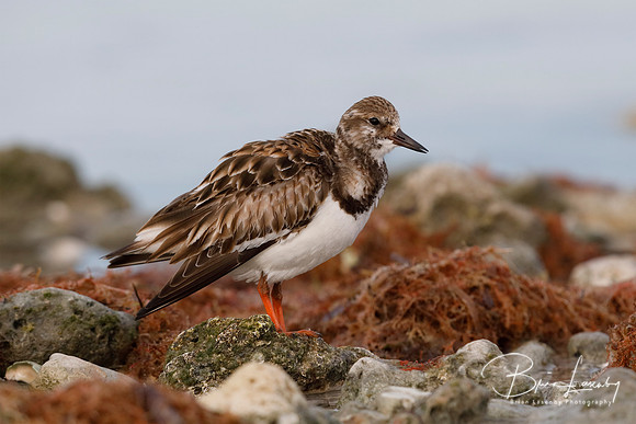 Ruddy Turnstone foraging among some rocks on a beach - Dunedin,