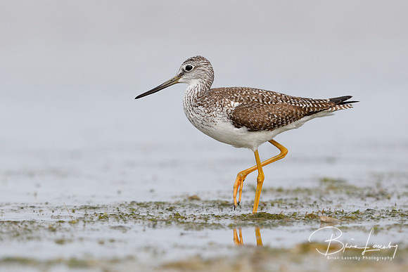 Greater Yellowlegs (Tringa melanoleuca)