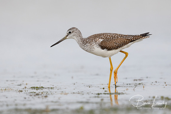 Greater Yellowlegs (Tringa melanoleuca)