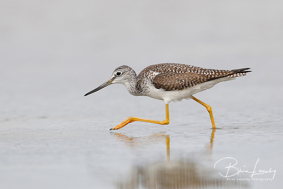 Greater Yellowlegs (Tringa melanoleuca)