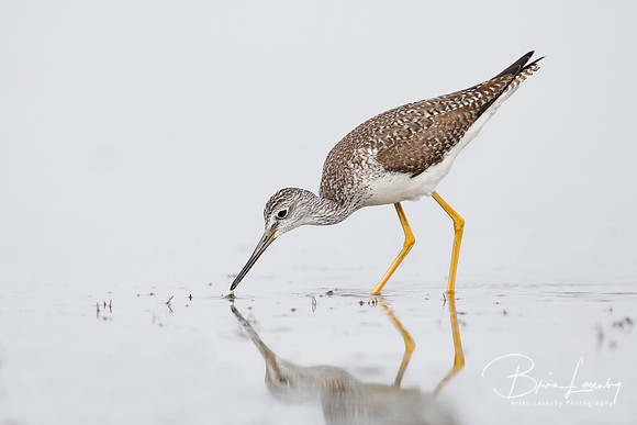 Greater Yellowlegs (Tringa melanoleuca)
