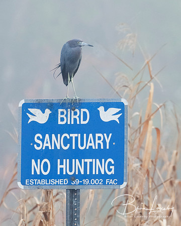 Little Blue Heron (Egretta cerulea)