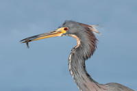 Tricolored Heron (Egretta tricolor)
