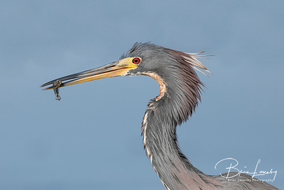 Tricolored Heron (Egretta tricolor)