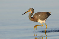 Tricolored Heron (Egretta tricolor)
