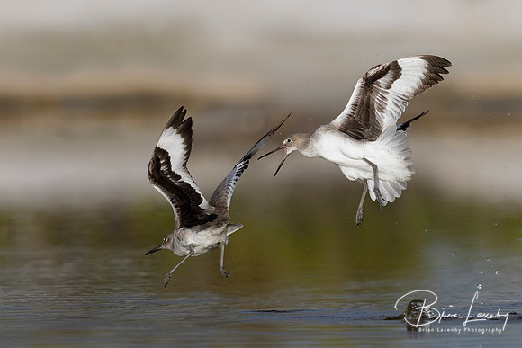 Willets engaged in a territorial dispute - Estero Island, Florid