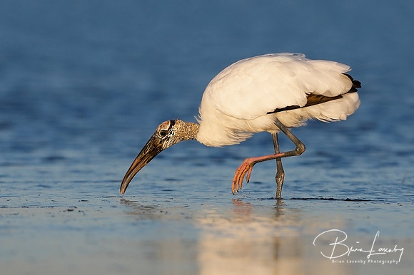 Wood Stork foraging in a shallow lagoon - Florida