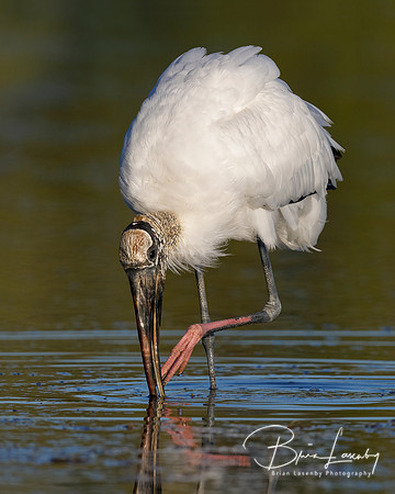 Wood Stork foraging in a shallow lagoon - Florida