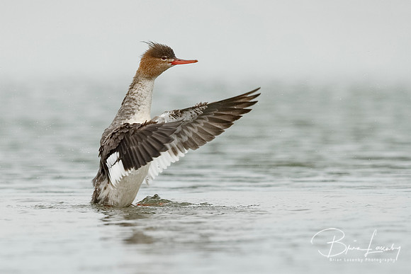 Female Red-breasted Merganser dryings its wings after bathing -