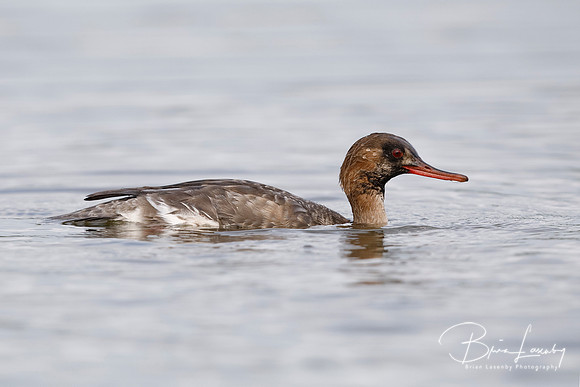 Juvenile Male Red-breasted Merganser - Pinellas County, Florida