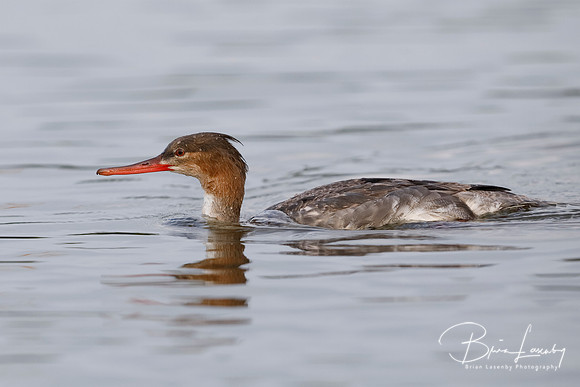 Female Red-breasted Merganser - Pinellas County, Florida