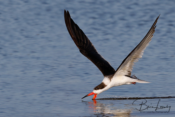 Black Skimmer (Rynchops niger)