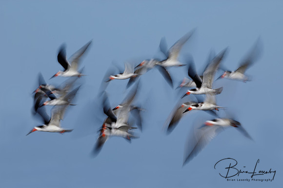 Black Skimmers (Rynchops niger)