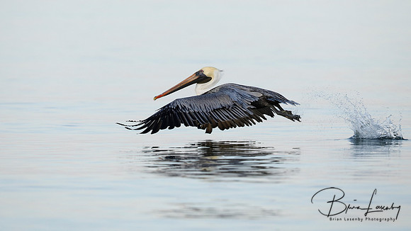 Brown Pelican taking flight over the Gulf of Mexico - Florida