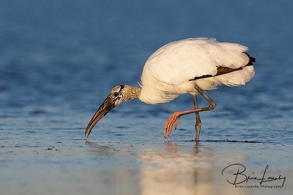 Wood Stork foraging in a shallow lagoon - Florida