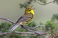 Warblers and Vireos