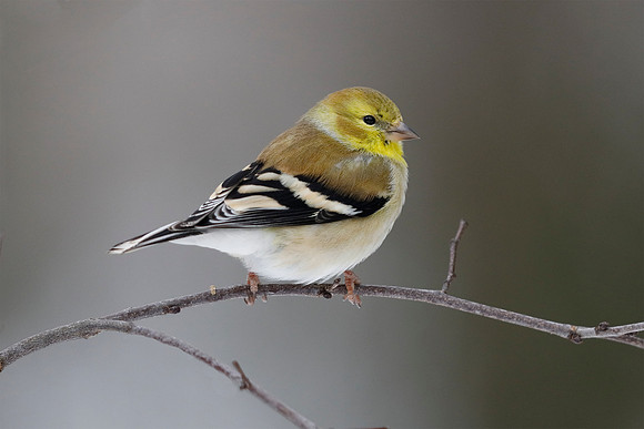 American Goldfinch in winter plumage - Grand Bend, Ontario, Cana