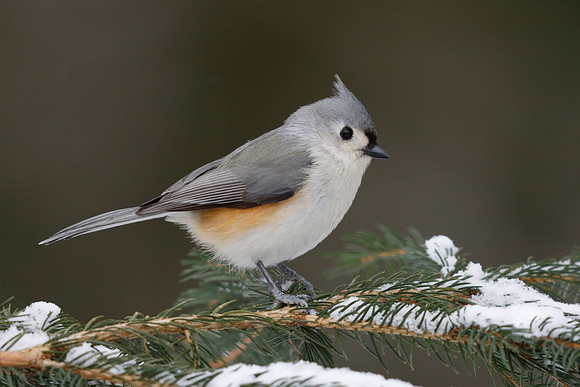 Tufted Titmouse perched on a spruce branch in winter - Grand Ben