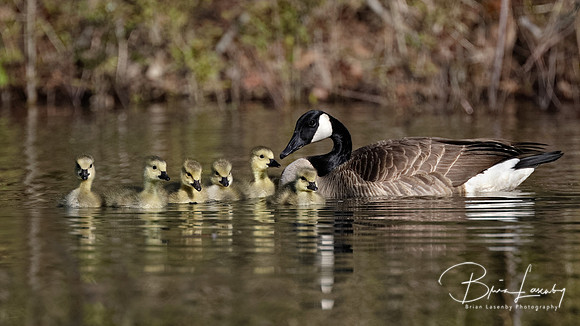 Canada Goose Family - Grand Bend, ON
