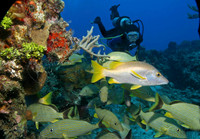 Scuba Diver and School of Caesar Grunts and Schoolmasters
