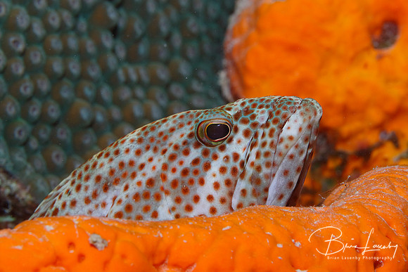 Red Hind - Bonaire, Netherlands Antilles