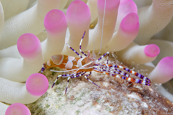 Spotted Cleaner Shrimp - Bonaire, Netherlands Antilles