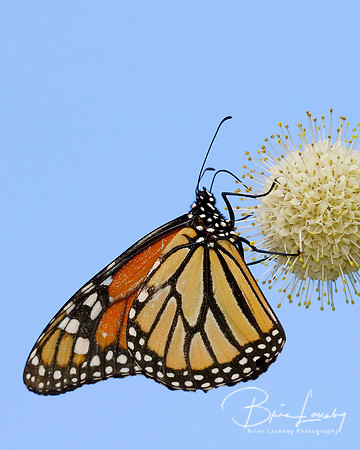 Monarch butterfly nectaring on Buttonbush - Ontario, Canada