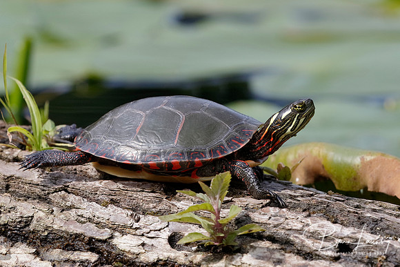 Midland Painted Turtle - Pinery Provincial Park, ON