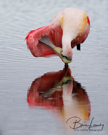 Roseate Spoonbill (Platalea ajaja)