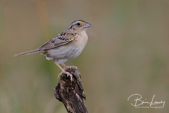 Grasshopper Sparrow - London, ON