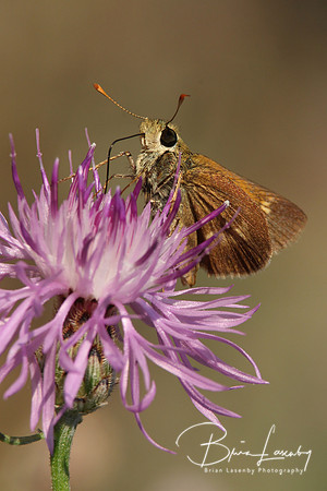 Skipper on Spotted Knapweed
