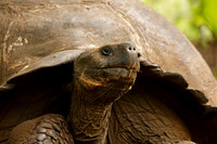 Galapagos Tortoise - Santa Cruz Island, Galapagos