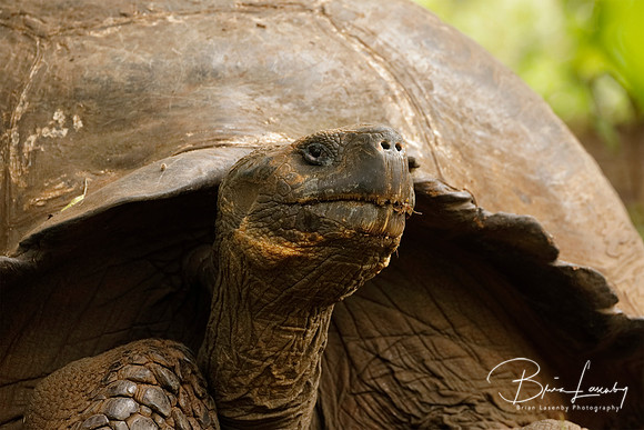 Galapagos Tortoise - Santa Cruz Island, Galapagos