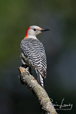 Female Red-bellied Woodpecker perched on a tree branch