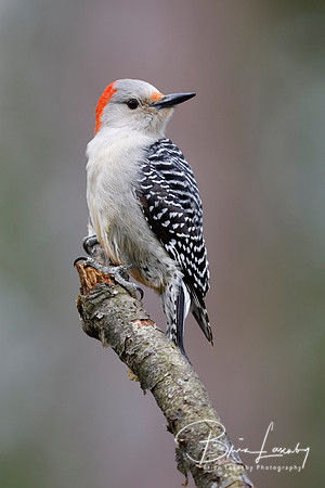 Female Red-bellied Woodpecker perched on a tree branch