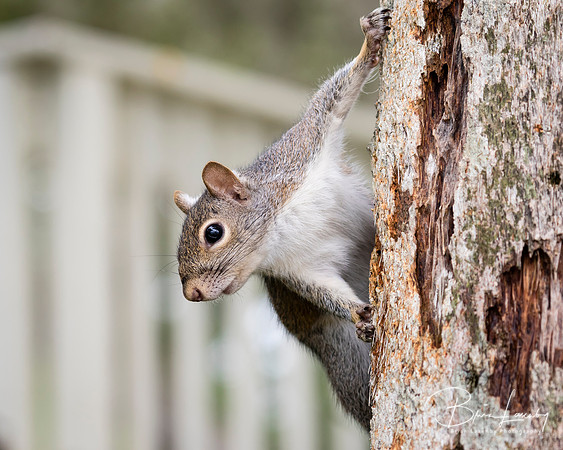 Eastern Gray Squirrel Clinging to a Tree Trunk