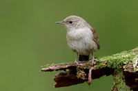 House Wren - Grand Bend, ON