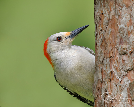 Female Red-bellied Woodpecker on a red pine tree